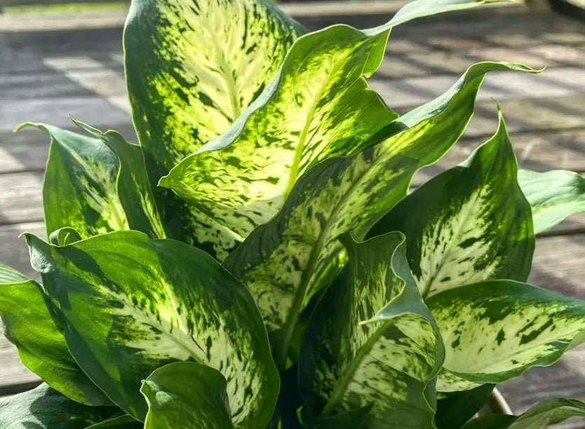 Dieffenbachia - COMPACTA - Dumb Cane