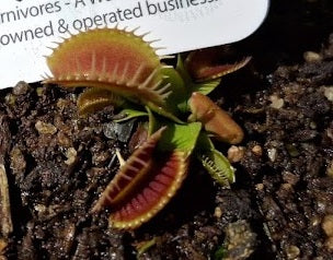 Dionaea muscipula - G4 x G37 - Venus Flytrap