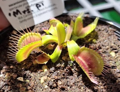 Dionaea muscipula - MRS P - Venus Flytrap