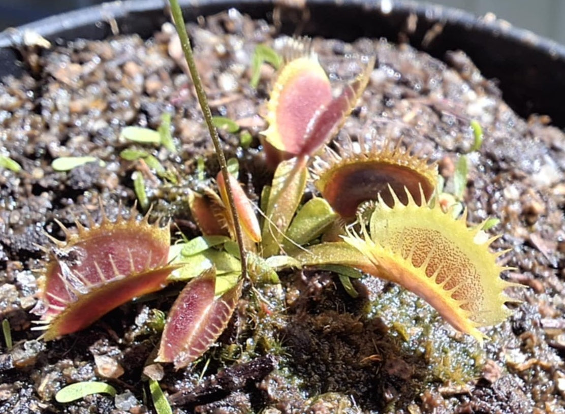 Dionaea muscipula - NT - Venus Flytrap