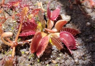 Dionaea muscipula - T-M - Venus Flytrap