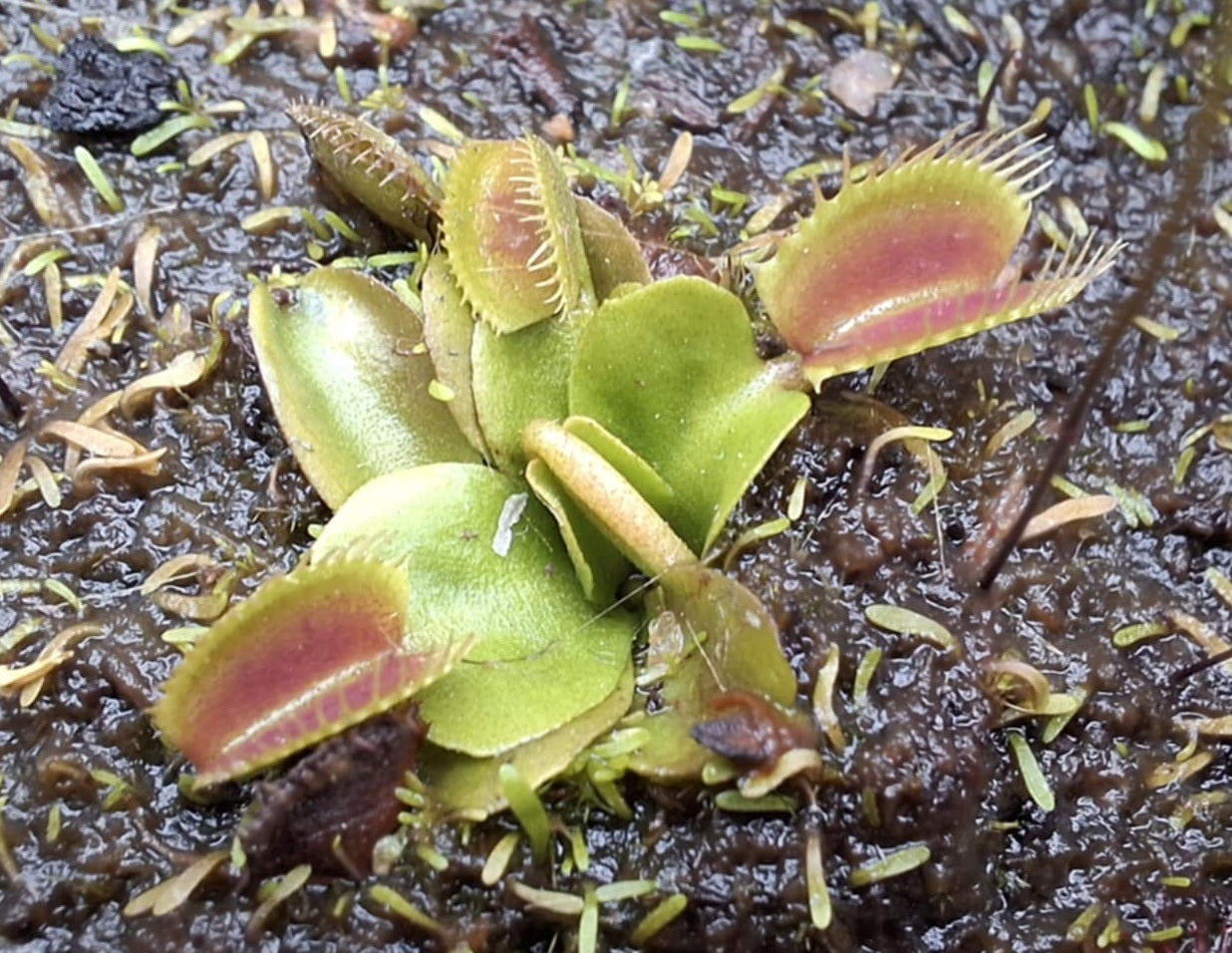 Dionaea muscipula - TALL RED - Venus Flytrap