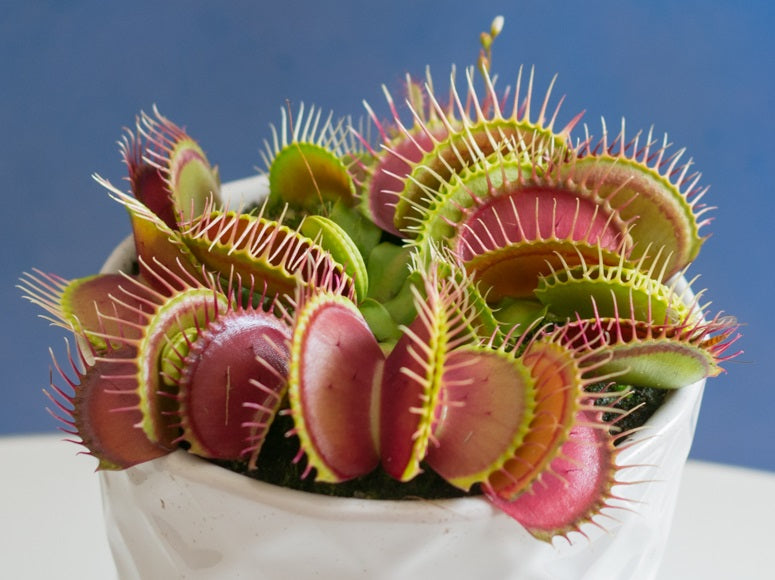 Dionaea muscipula - Venus Flytrap Premium Cultivar