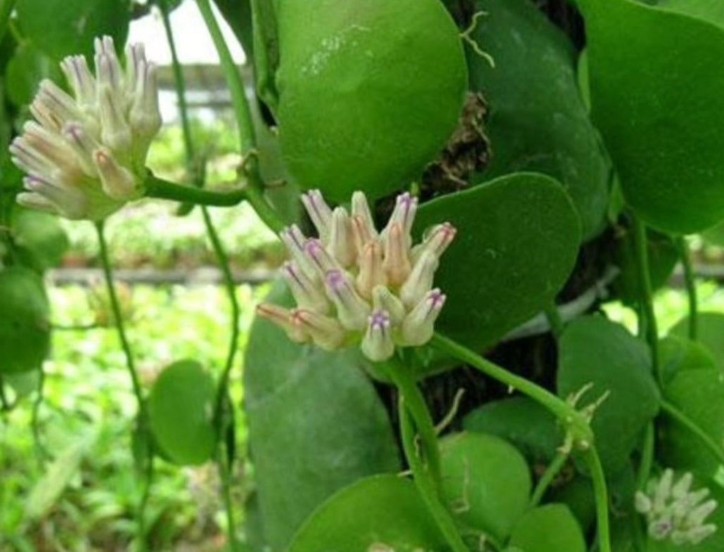 Dischidia cleistantha - Thailand Blush