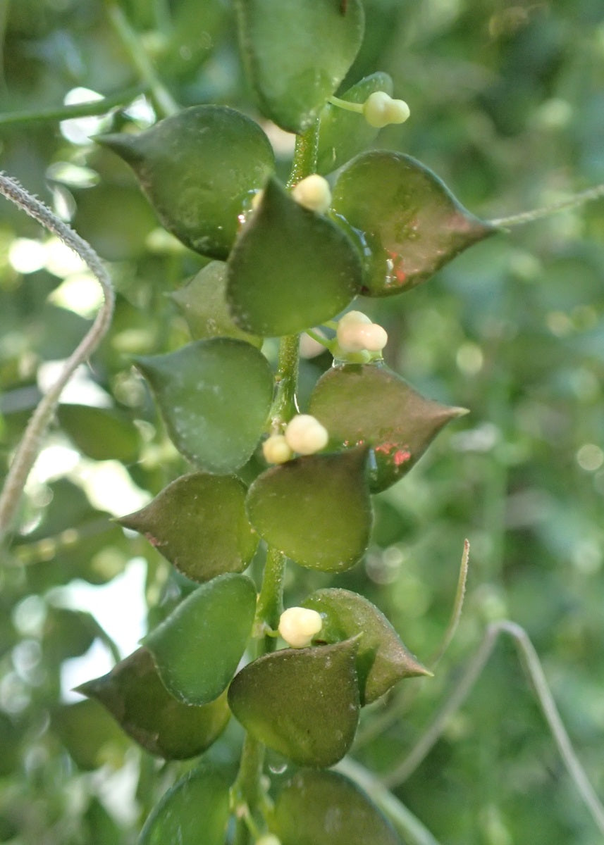 Dischidia ruscifolia - Million Hearts