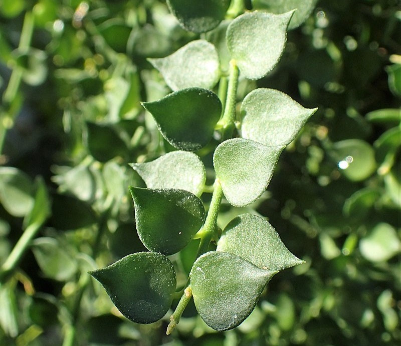 Dischidia ruscifolia - Million Hearts