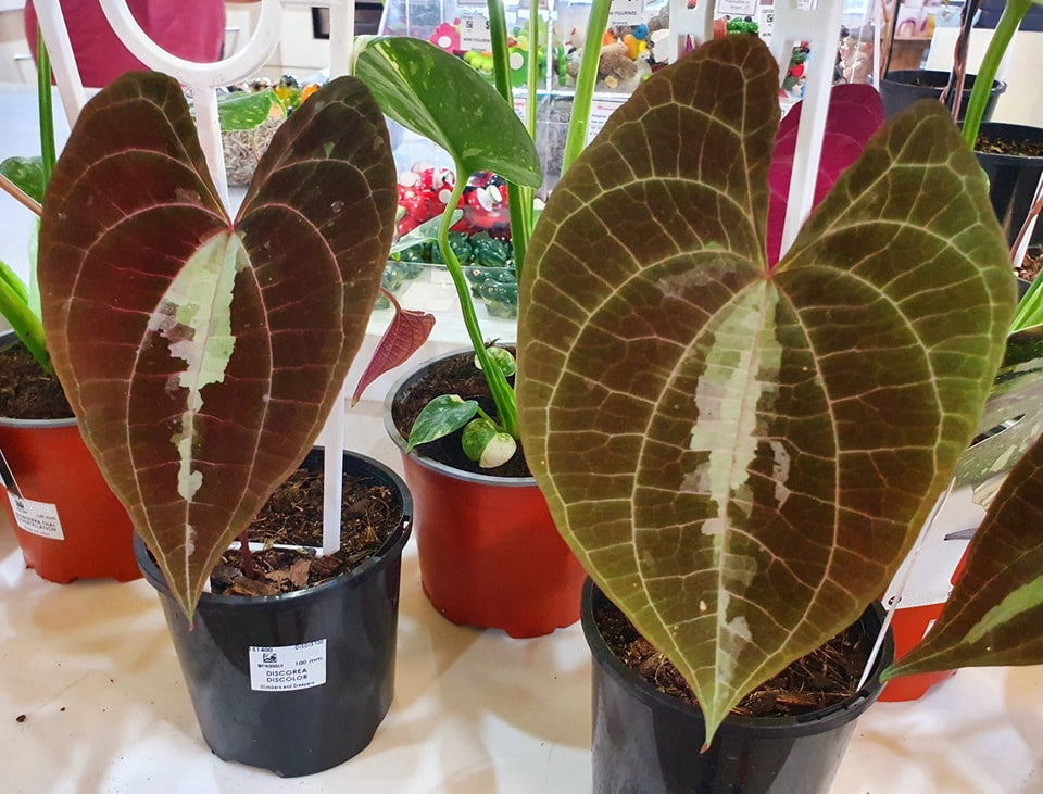 Dioscorea discolor - Ornamental Yam