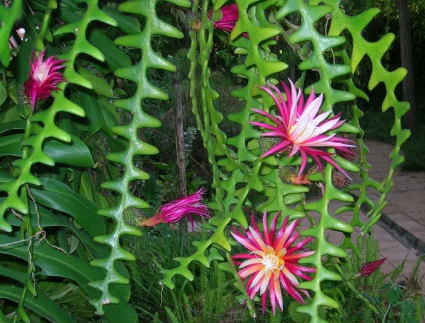 Disocactus anguliger - Fishbone Cactus