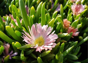 Disphyma crassifolium slavellatum x Glottphyllum longum - SUNPINK - Disphyllum