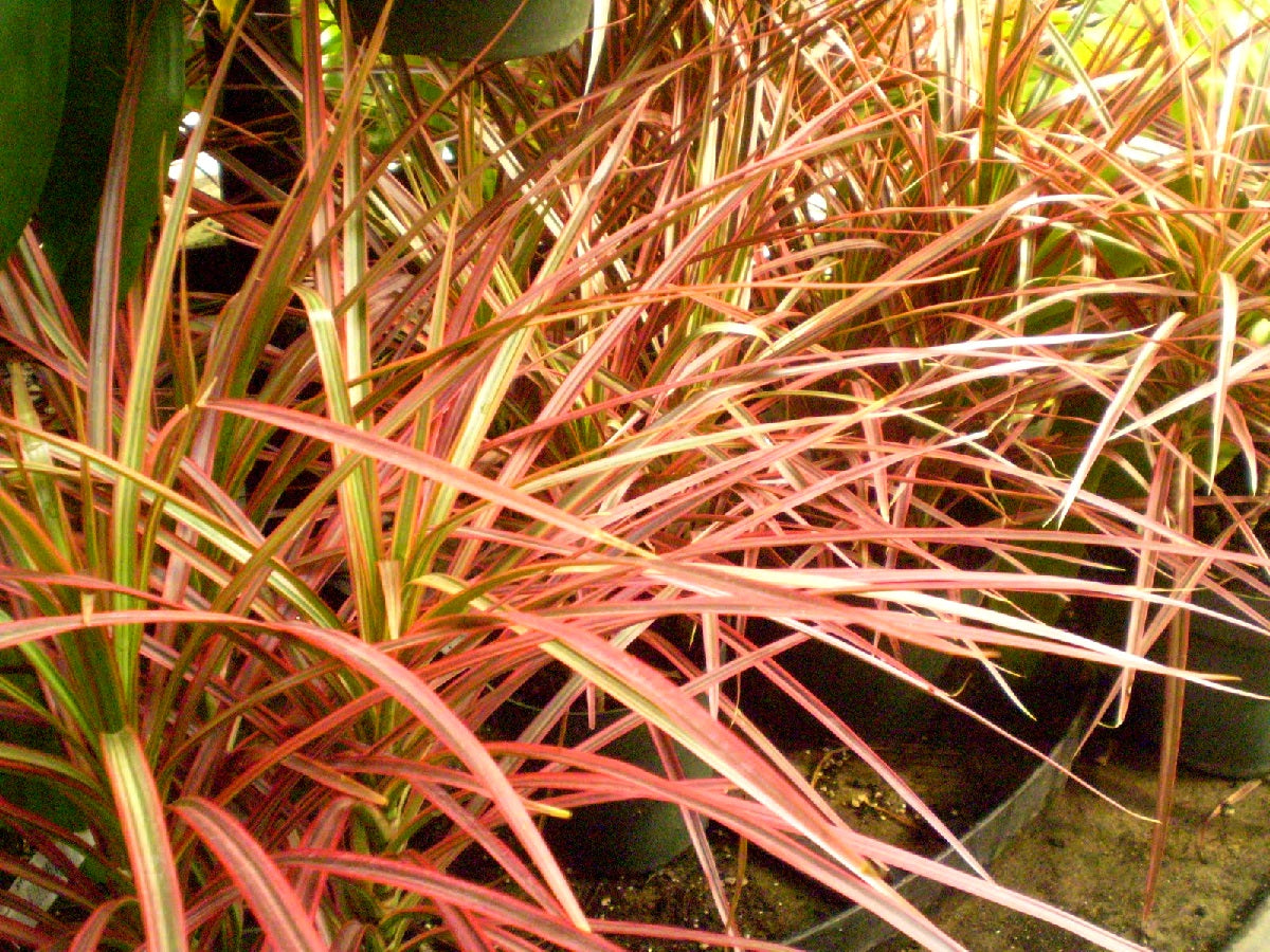 Dracaena reflexa angustifolia - COLOURAMA - Madagascar Dragon Tree