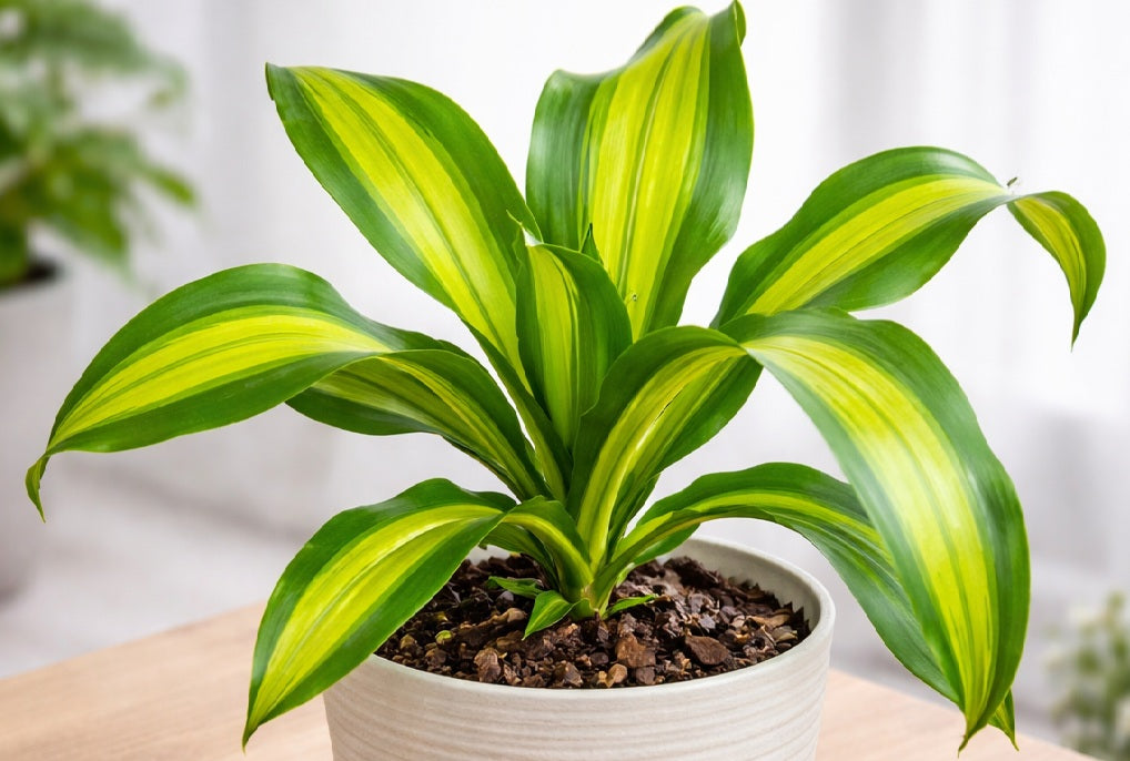 Dracaena fragrans - GOLDCORD - Corn Palm