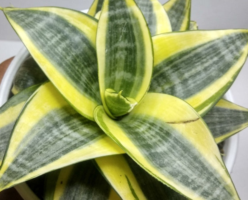 Dracaena trifasciata - GOLDEN HAHNII - Dwarf Snake Plant Sansevieria