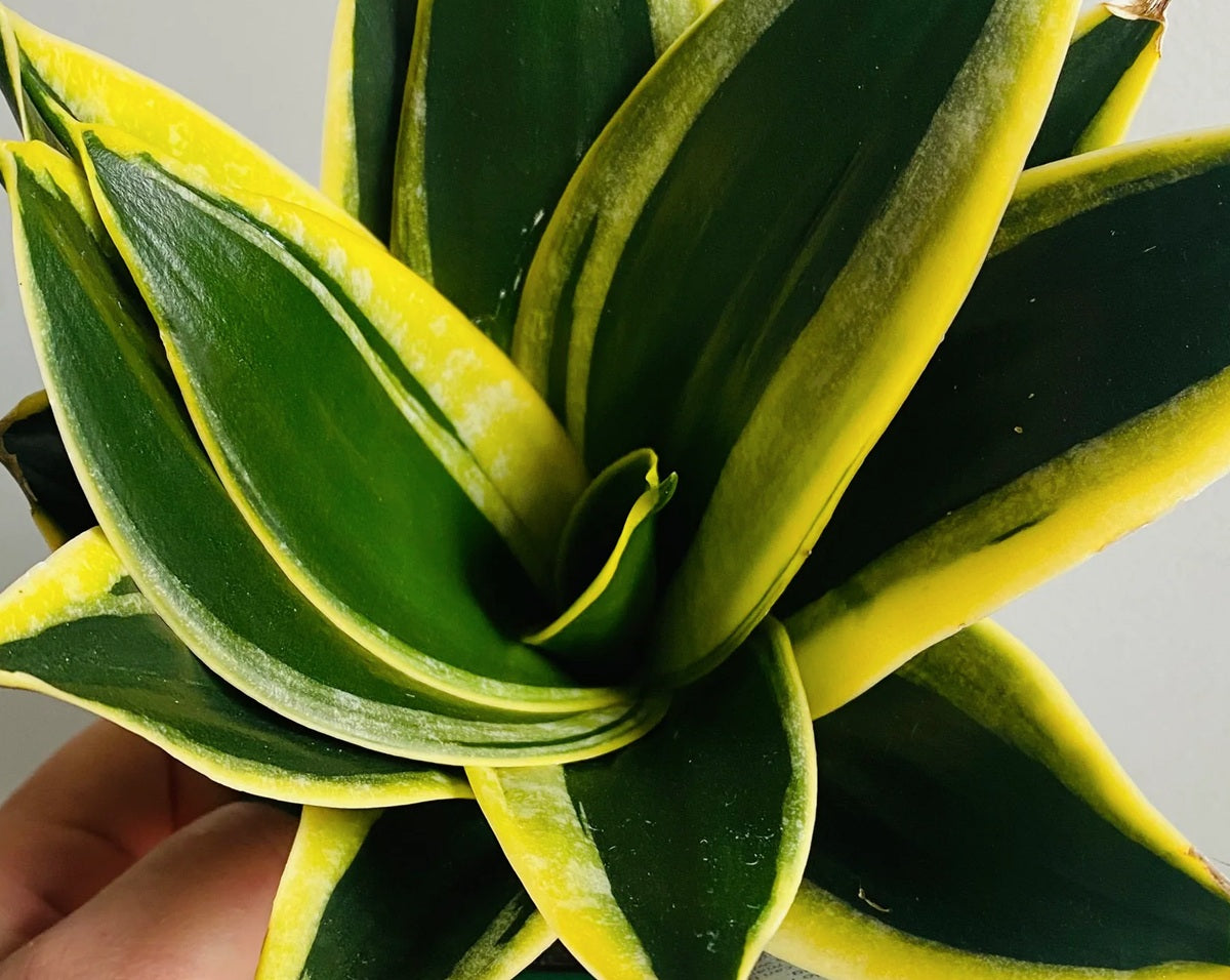 Dracaena trifasciata - LOTUS HAHNII - Dwarf Snake Plant Sansevieria