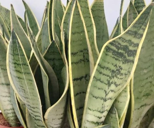 Dracaena trifasciata - SNOW WHITE HAHNII - Dwarf Snake Plant Sansevieria