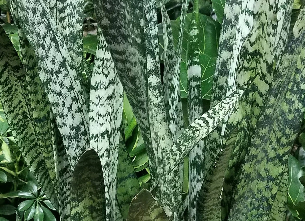 Dracaena trifasciata - ZEYLANICA - Dwarf Snake Plant Sansevieria