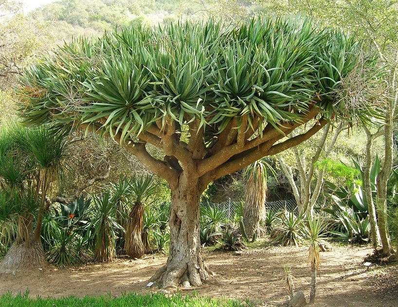Dracaena draco - Dragon Tree