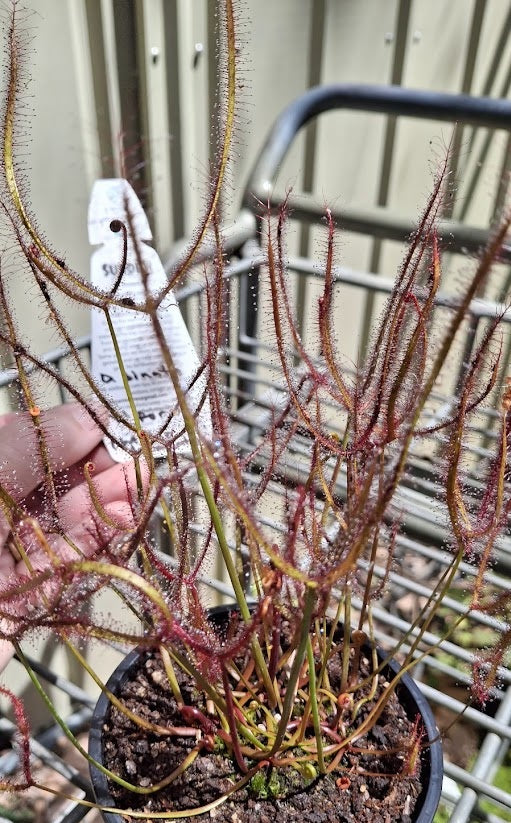 Drosera binata - Y FORM - Fork-Leafed Sundew