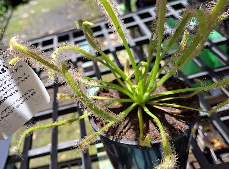 Drosera capensis - ALBA - Cape Sundew