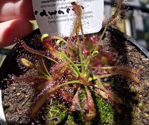 Drosera capensis - Dwarf Cape Sundew