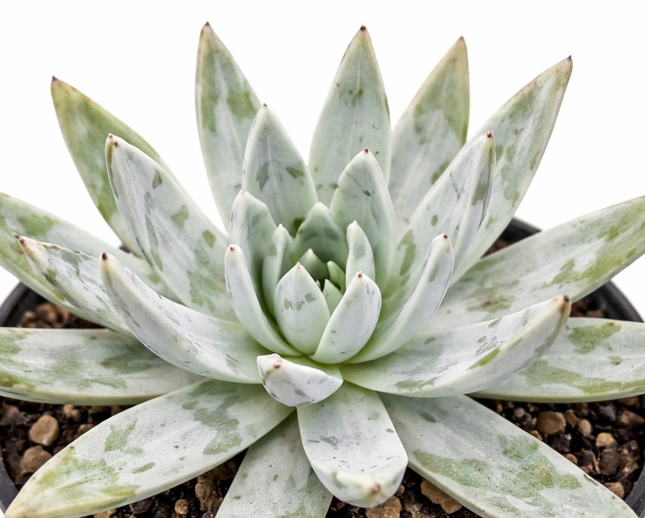 Dudleya - Liveforever