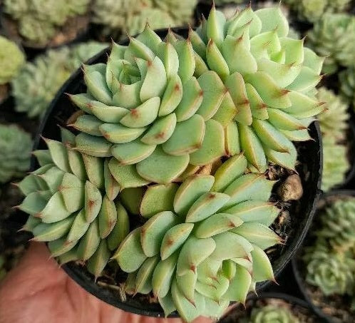 Echeveria - BEN BADIS - Mexican Hen and Chicks