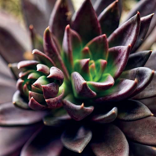 Echeveria affinis - BLACK KNIGHT - Mexican Hen and Chicks