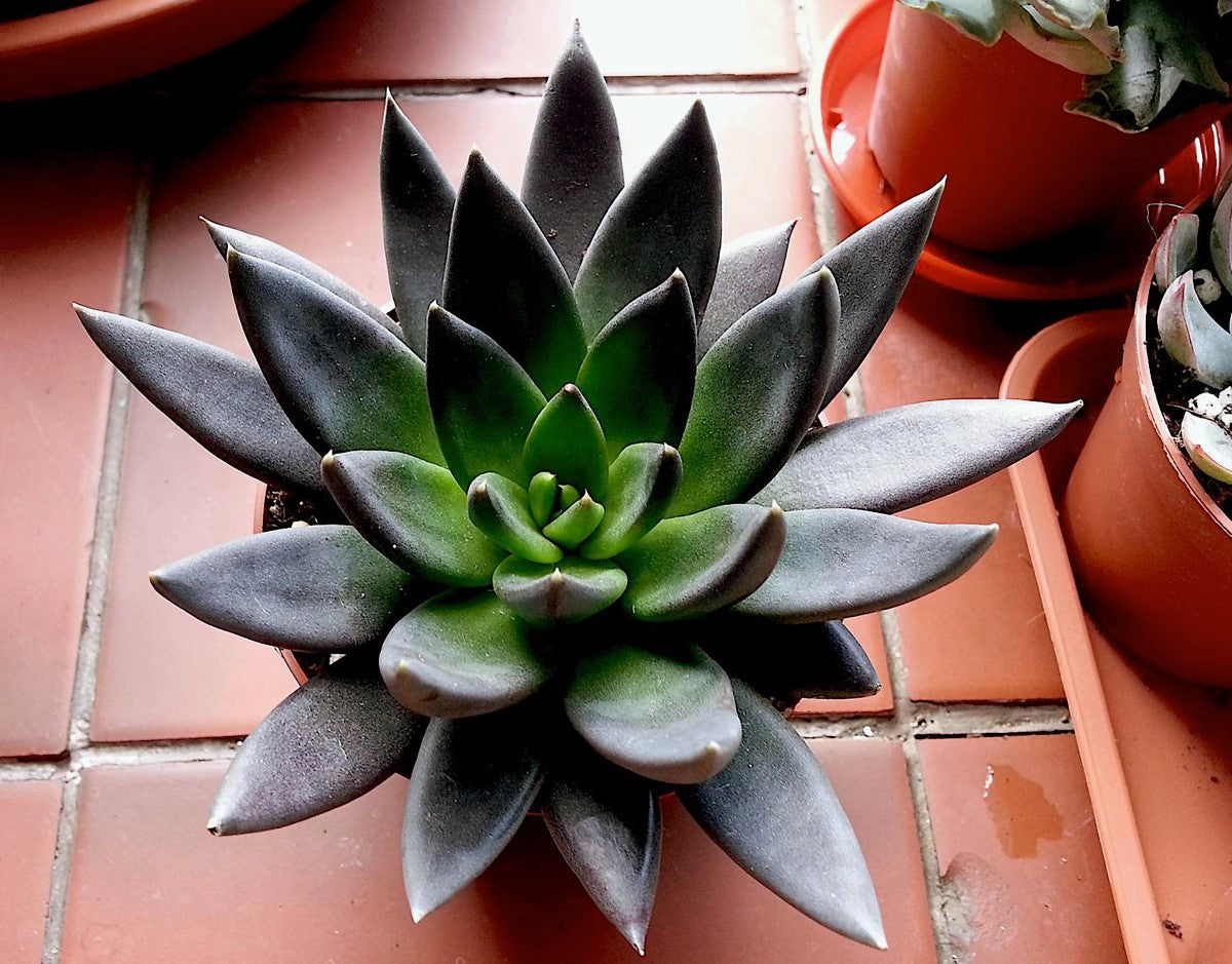Echeveria affinis - BLACK KNIGHT - Mexican Hen and Chicks