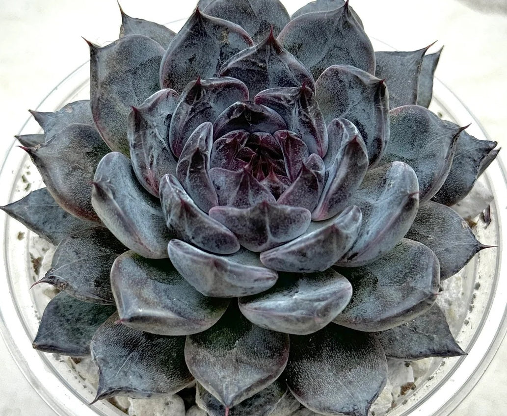 Echeveria - BLACK PEARL - Mexican Hen and Chicks