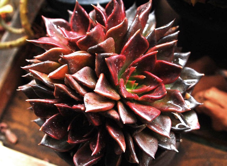 Echeveria affinis x shaviana - BLACK PRINCE - Mexican Hen and Chicks
