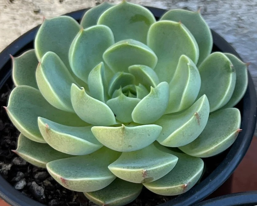 Echeveria derenbergii - COSMO - Painted Lady
