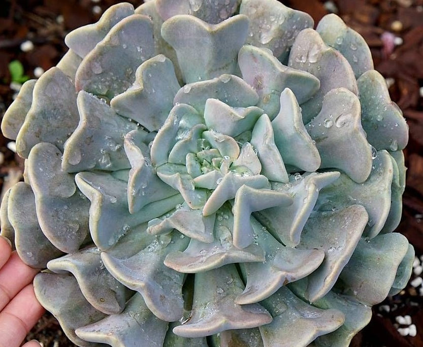 Echeveria runyonii x shaviana - CUBIC FROST - Mexican Hen and Chicks