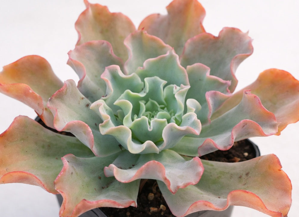 Echeveria - CURLY LOCKS - Mexican Hen and Chicks