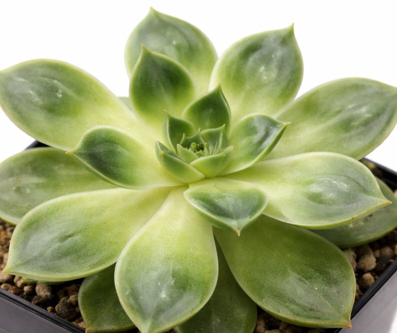 Echeveria - EMERALD RAINDROPS - Mexican Hen and Chicks