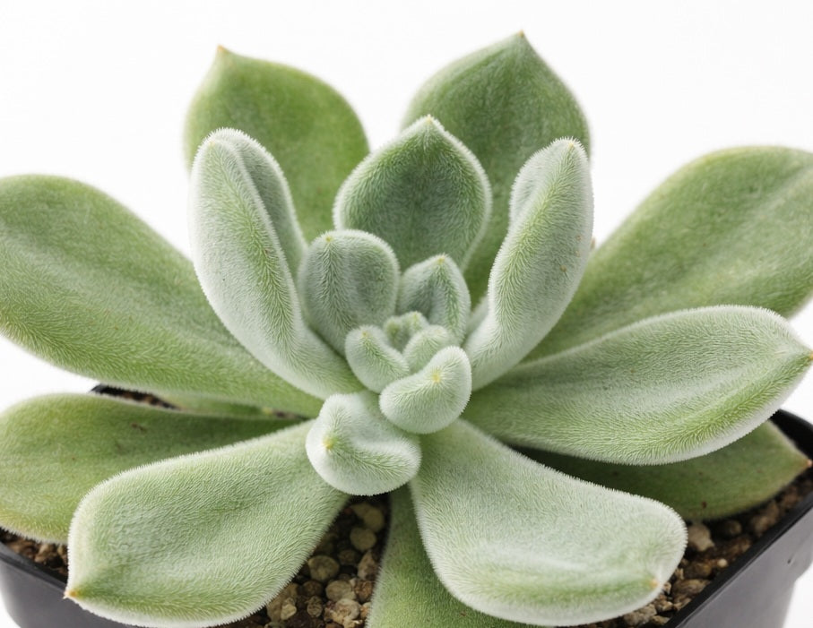 Echeveria pulvinata - FROSTY - Mexican Hen and Chicks