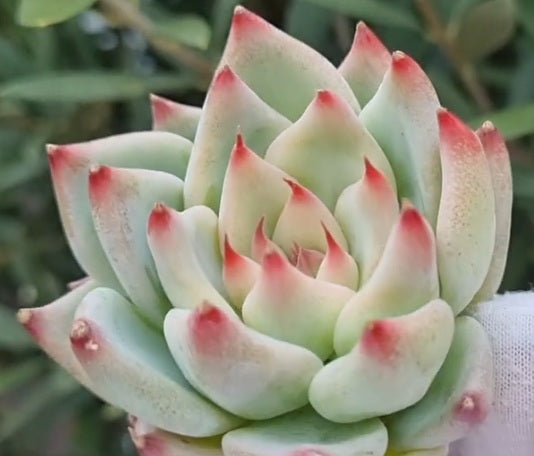 Echeveria - GOLD ROSA - Mexican Hen and Chicks
