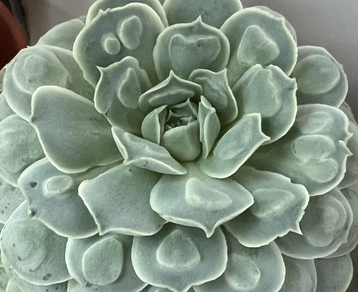 Echeveria - HEARTS CHOICE - Mexican Hen and Chicks
