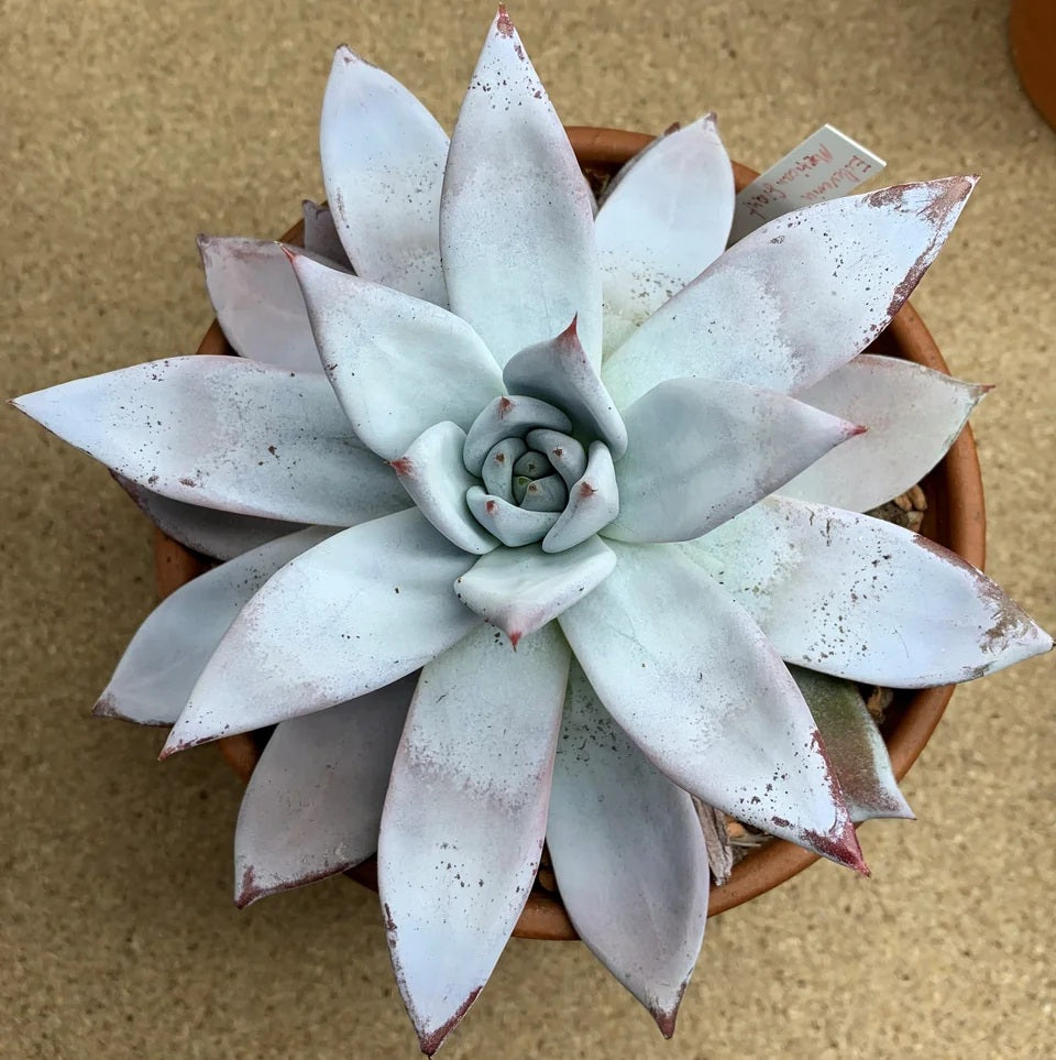 Echeveria colorata - MEXICAN GIANT - Mexican Giant Hen and Chicks