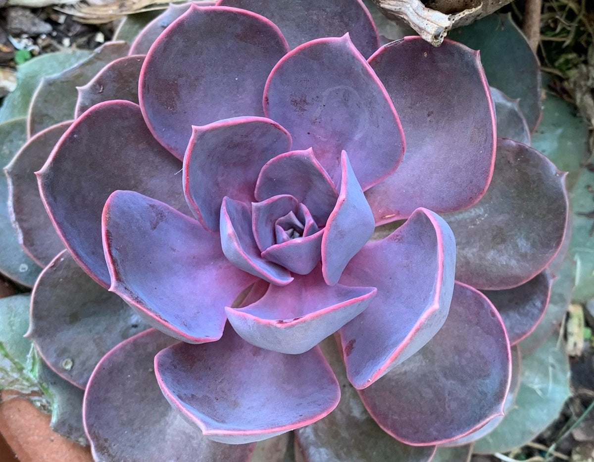 Echeveria gibbiflora x elegans - PURPLE PEARL - Mexican Hen and Chicks