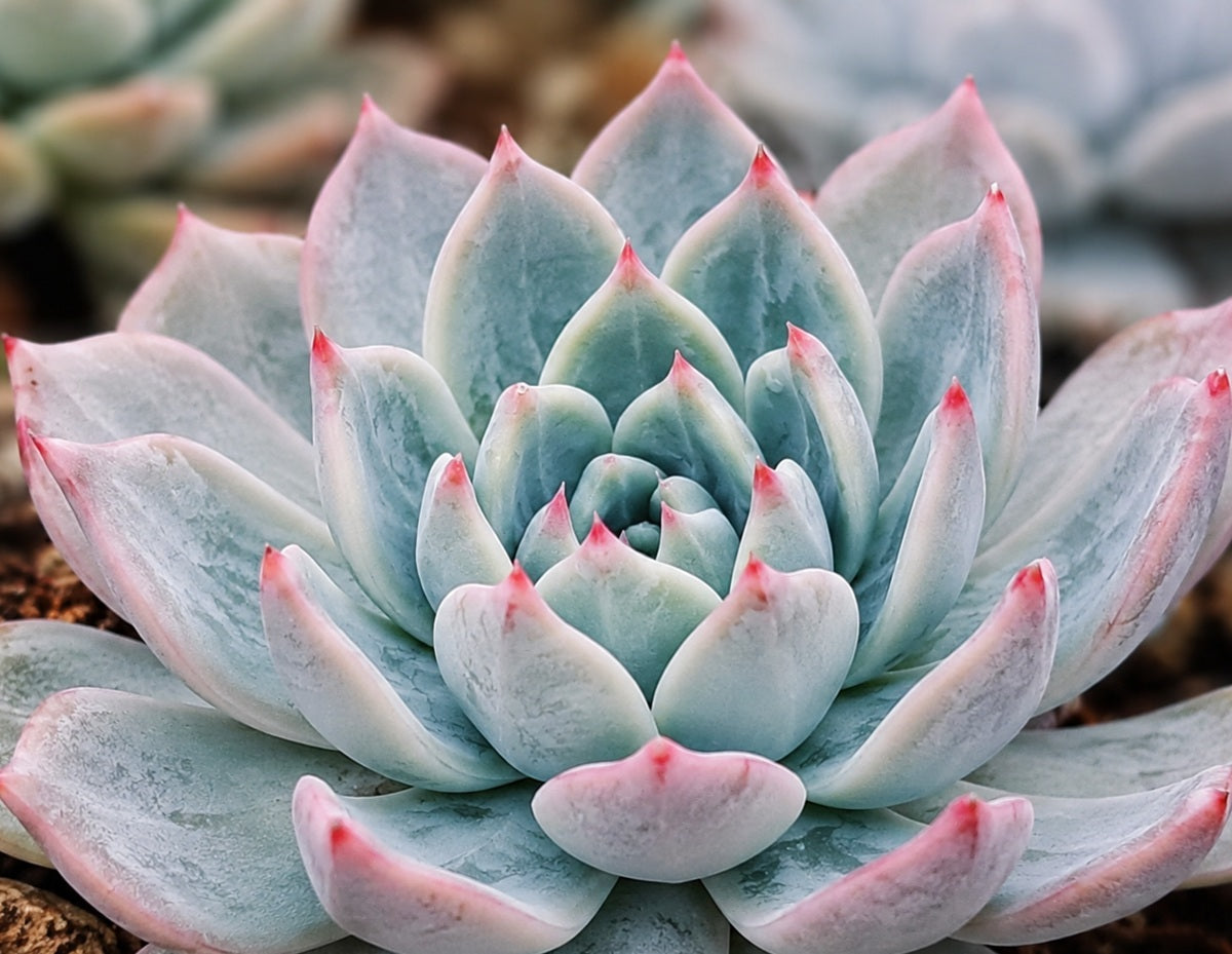 Echeveria agavoides - SANTA LEWIS - Wax Agave