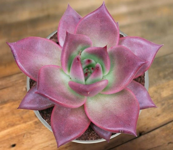 Echeveria agavoides - TAURUS - Wax Agave