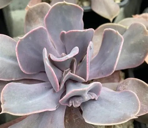 Echeveria - VALKYRIE TRUMPET - Mexican Hen and Chicks
