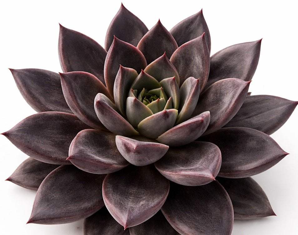 Echeveria affinis - BLACK FORM - Mexican Hen and Chicks