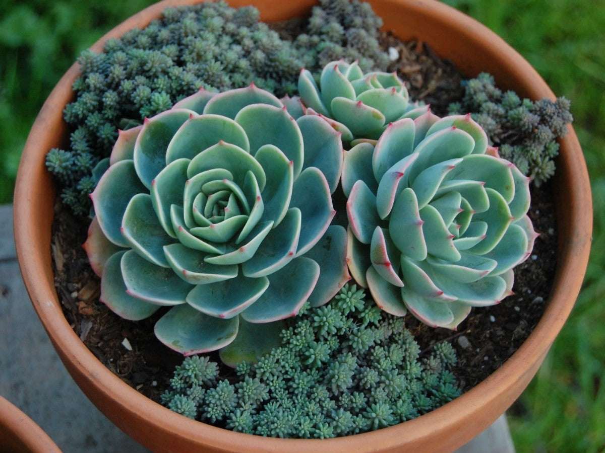 Echeveria x imbricata - Blue Rose Echeveria