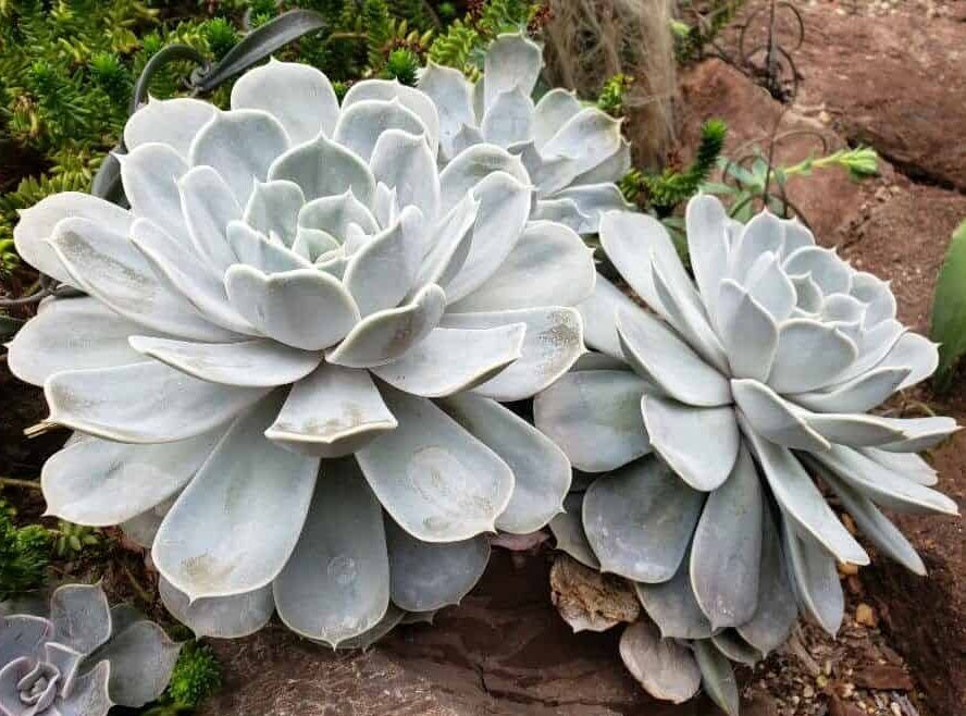 Echeveria lilacina - Mexican Hen and Chicks
