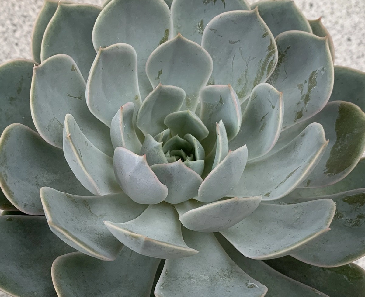 Echeveria runyonii - Mexican Hen and Chicks