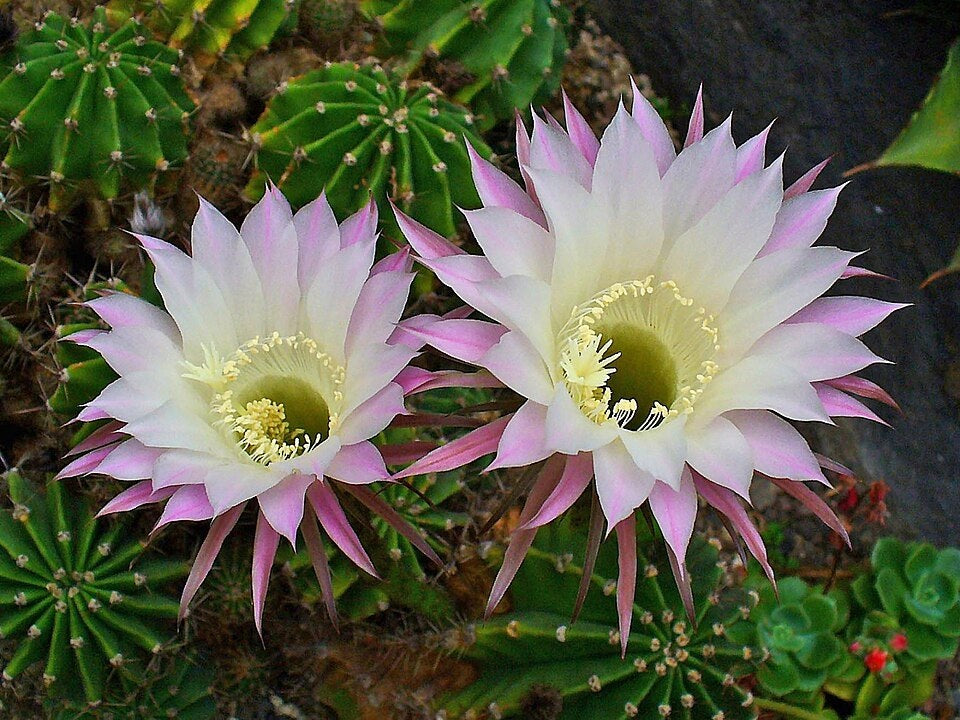 Echinopsis oxygona - Easter Lily Cactus