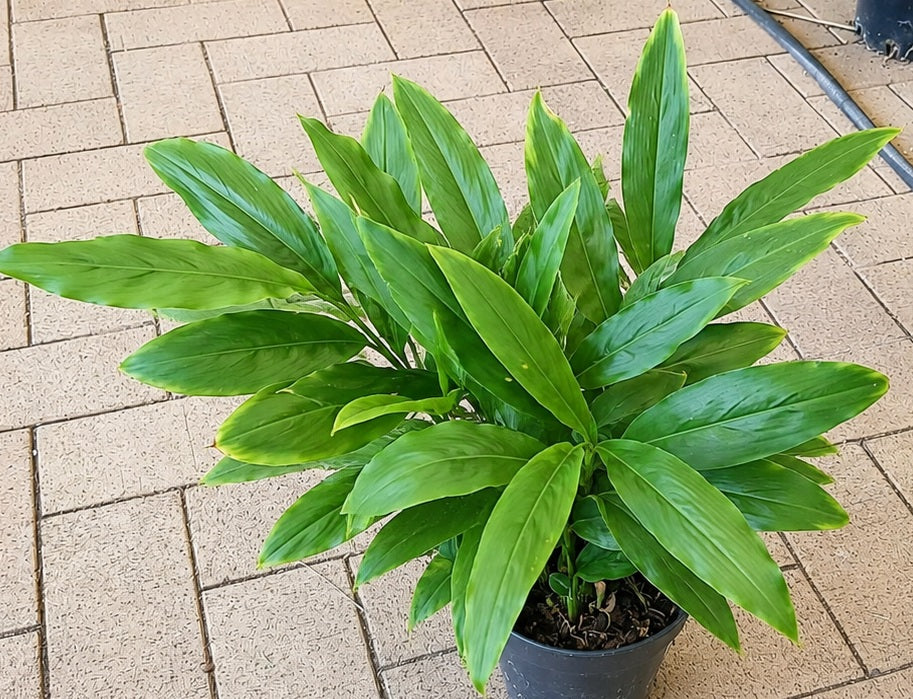 Elettaria cardamomum - True Cardamom