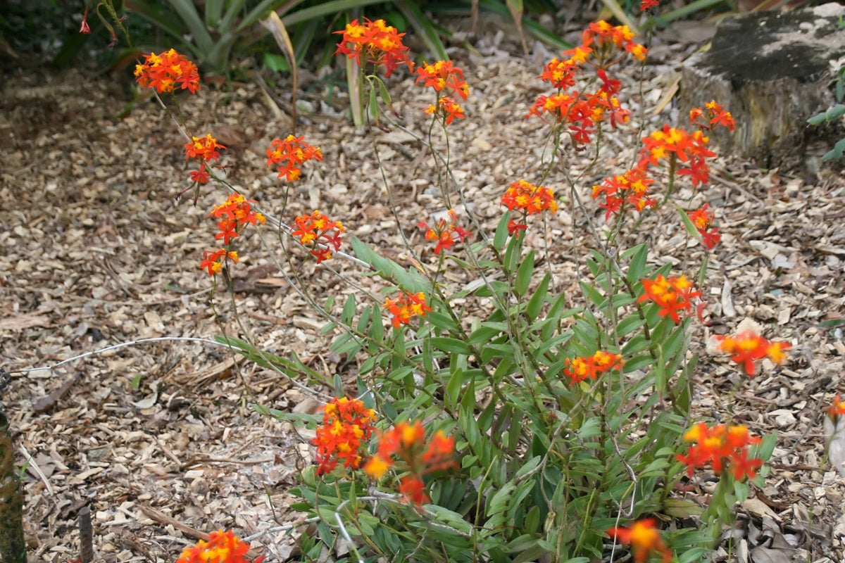 Epidendrum radicans - Fire-Star Orchid