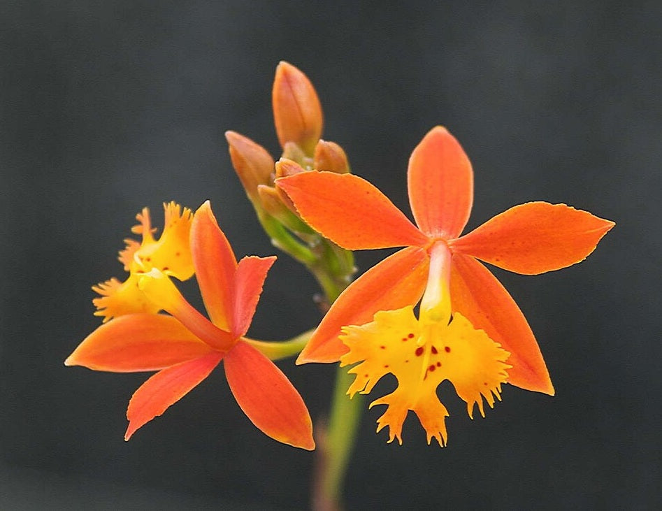 Epidendrum radicans - Fire-Star Orchid