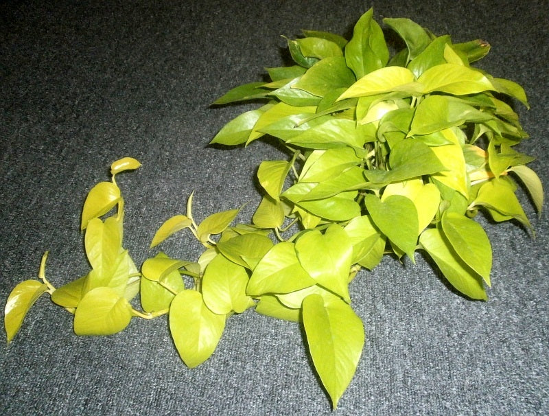 Epipremnum aureum - GOLDILOCKS - Golden Pothos Hanging Basket